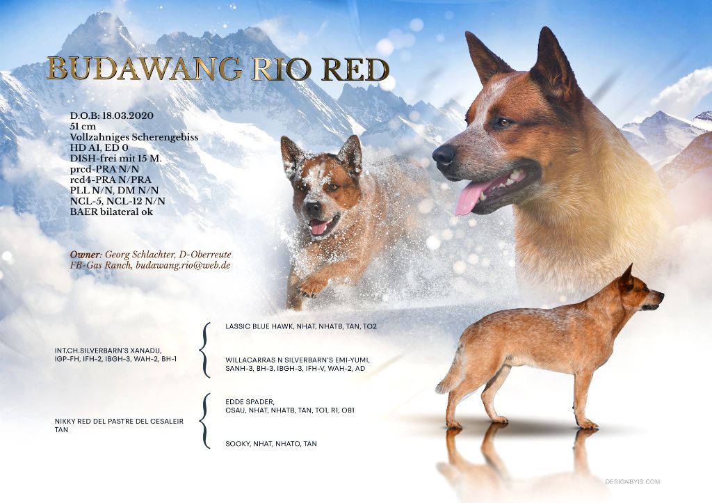 Budawang Rio red