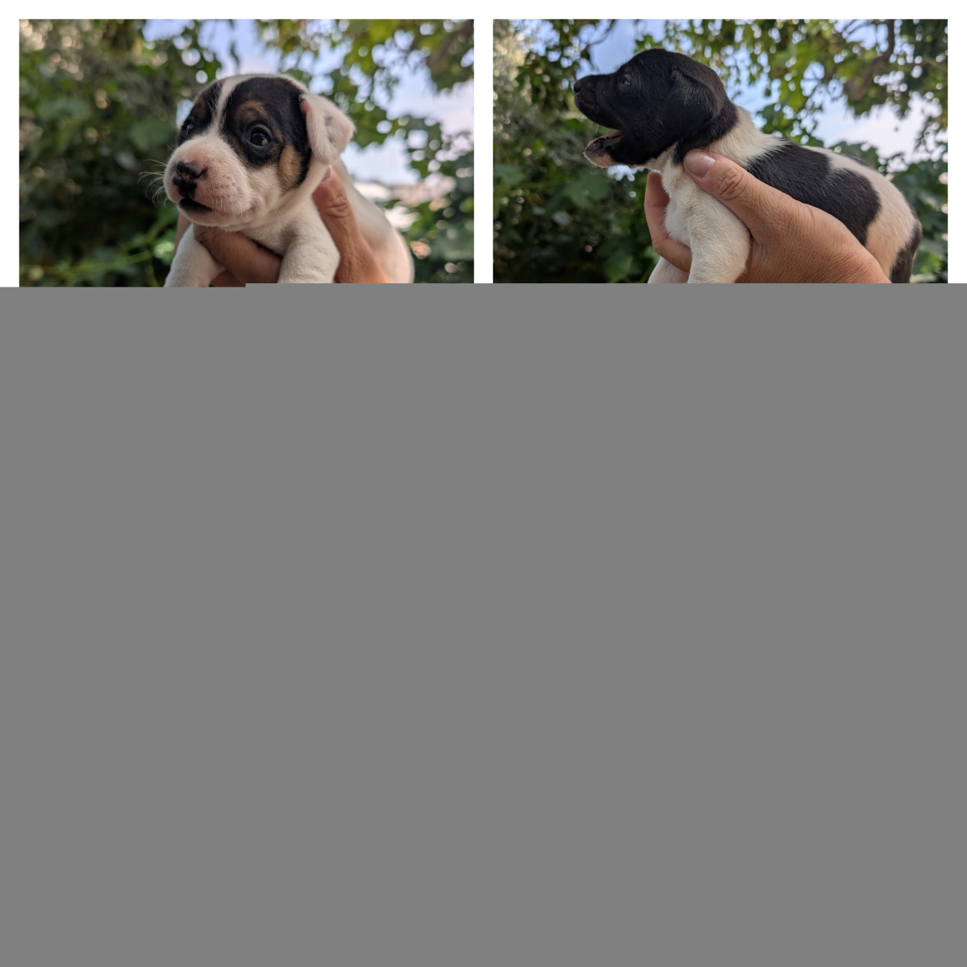 Chiot Parson Russell Terrier Budawang