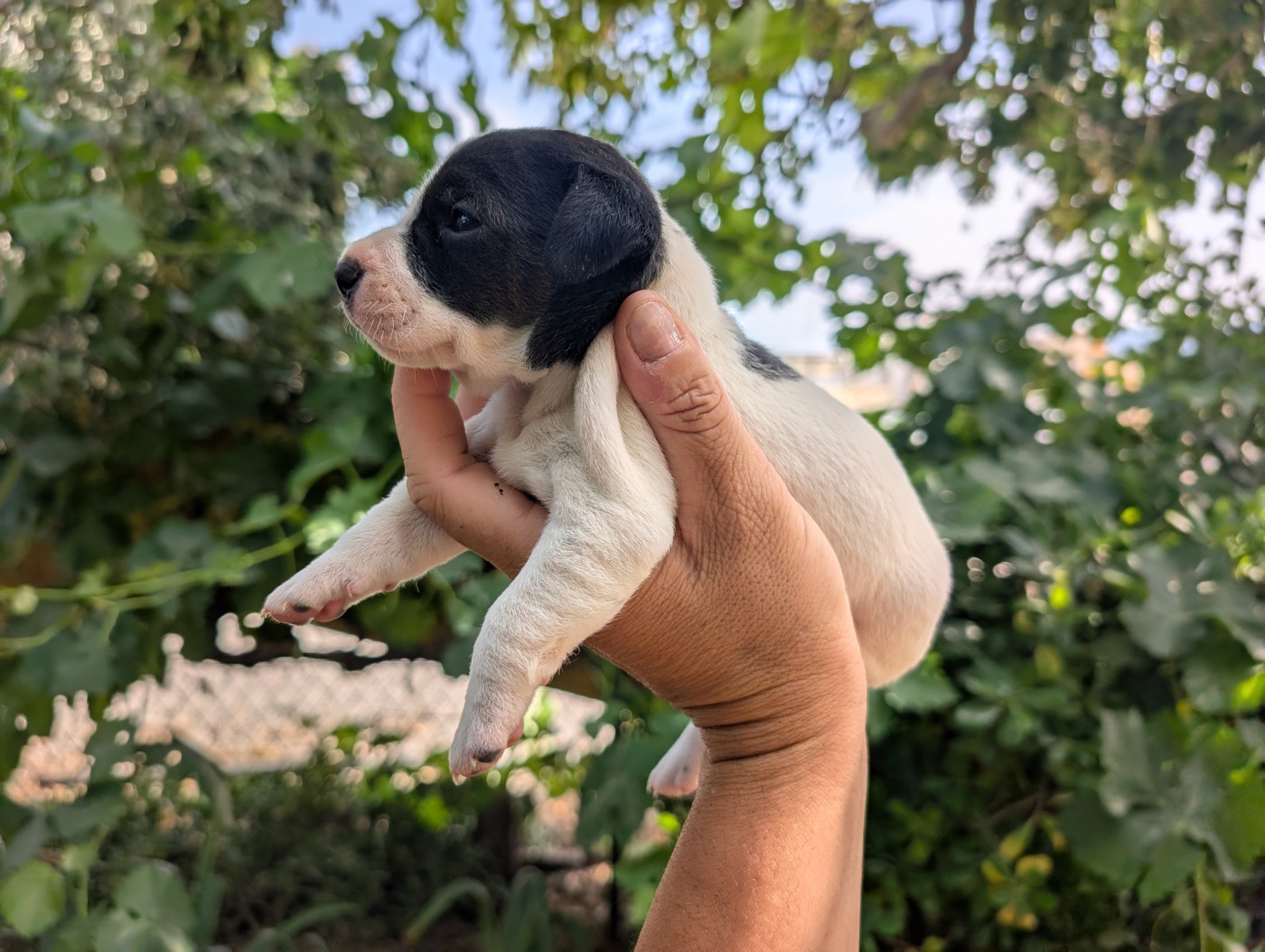 Budawang - Chiots disponibles - Parson Russell Terrier