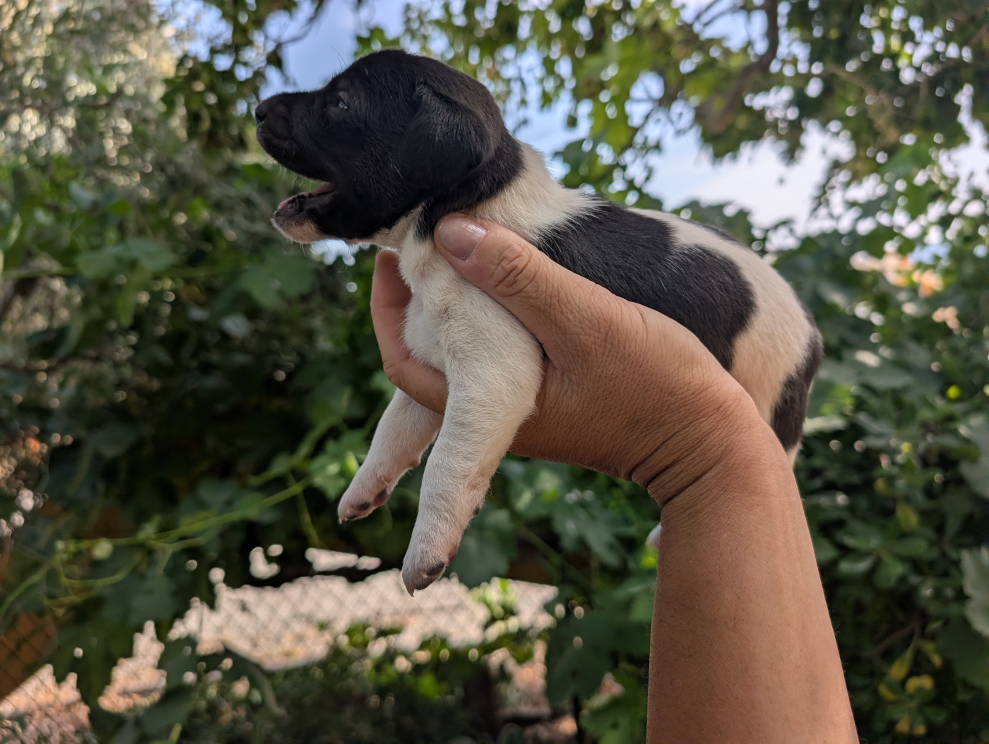 Budawang - Chiots disponibles - Parson Russell Terrier