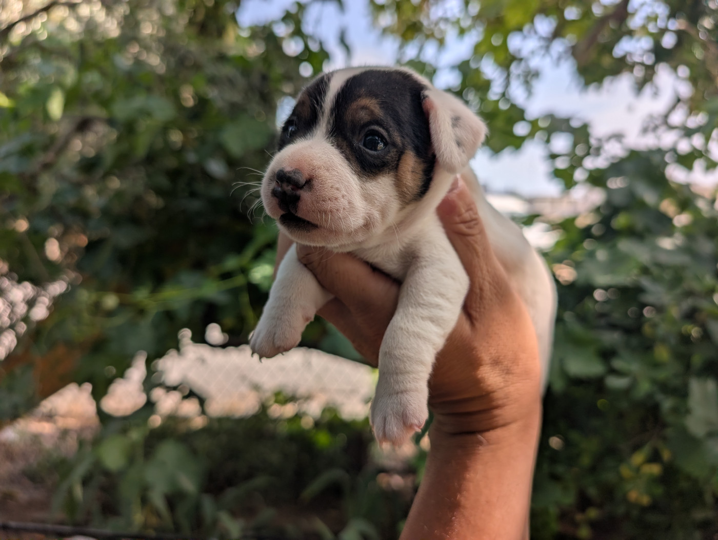 Budawang - Chiots disponibles - Parson Russell Terrier