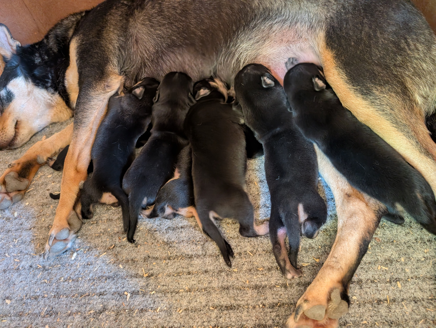 Chiot Australian Kelpie Budawang