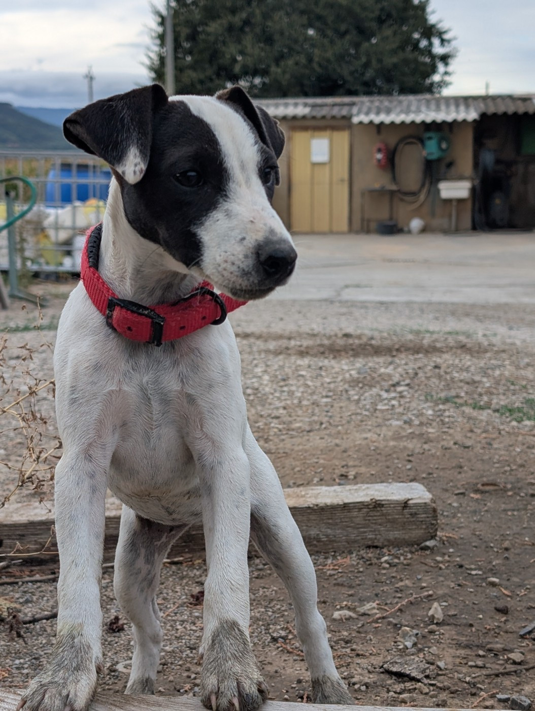 Budawang - Chiots disponibles - Parson Russell Terrier