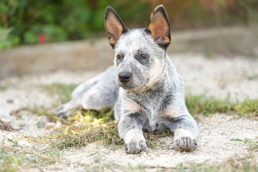 Budawang - Chiots disponibles - Bouvier australien